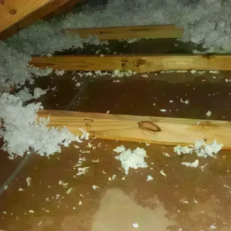 Attic Water Damage in San Juan, TX