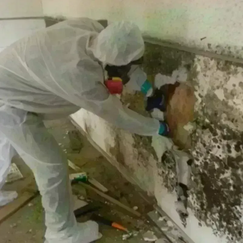 Mold Remediation and Removal in San Juan, TX